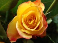 yellow rose.jpg